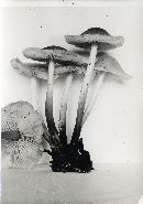 Marasmius leighii image