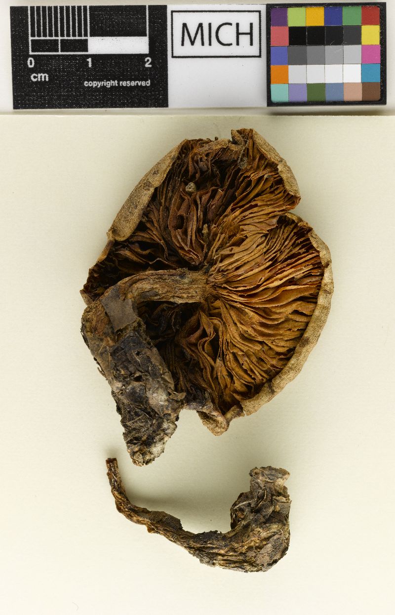 Melanoleuca aromatica image