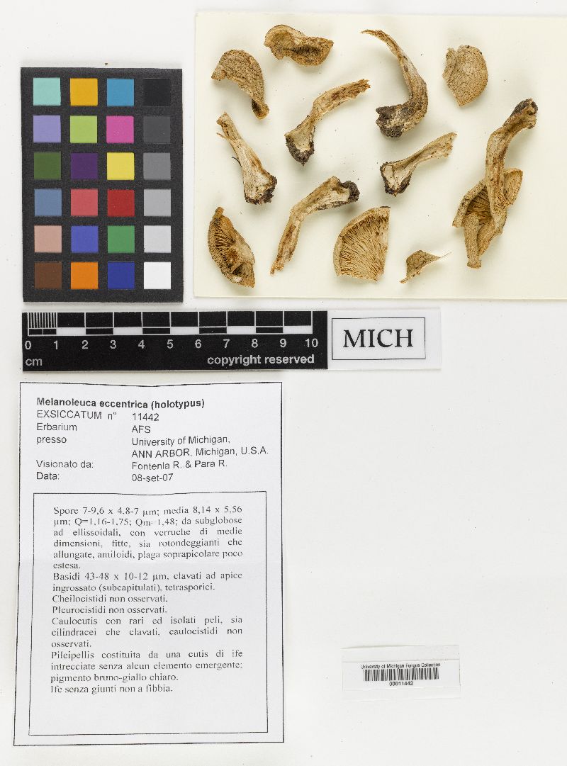 Melanoleuca eccentrica image