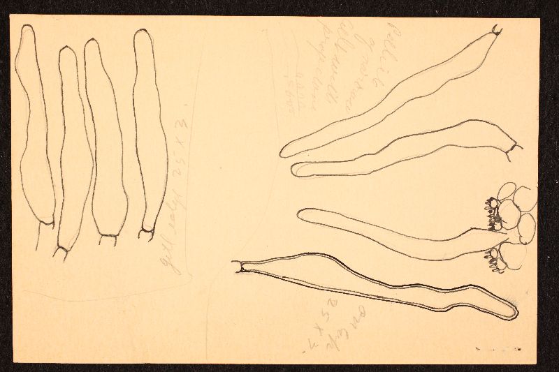 Mycena albicolor image