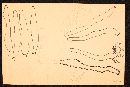 Mycena albicolor image
