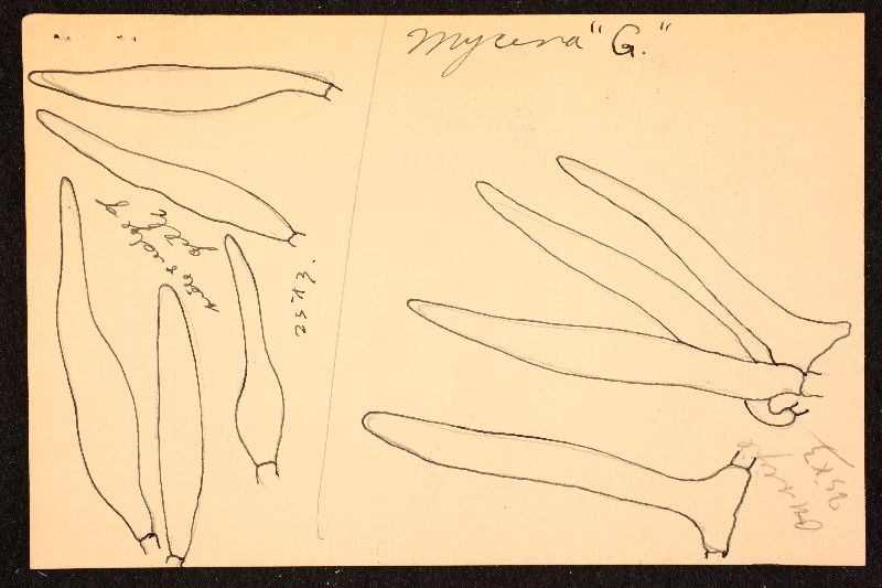 Mycena albissima image