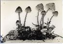 Mycena alnicola image