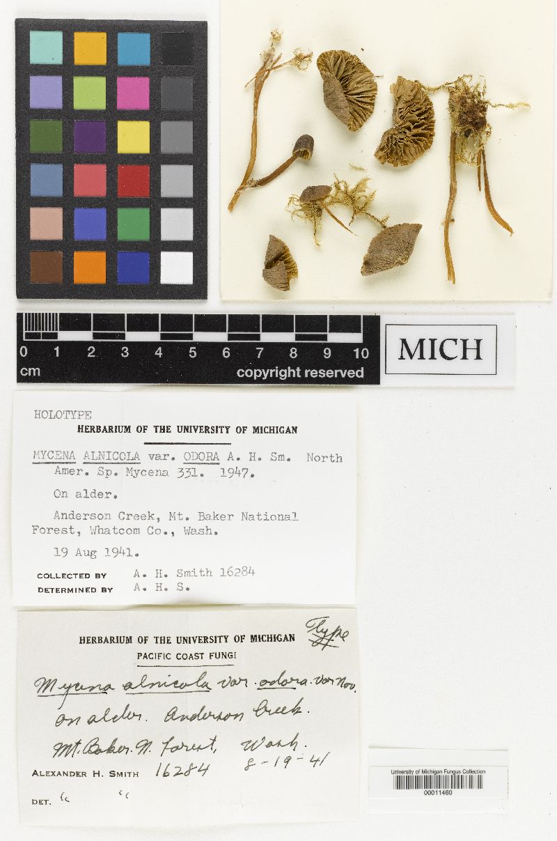 Mycena alnicola image