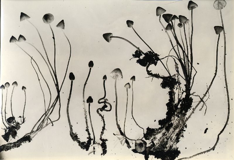 Mycena cheboyganensis image