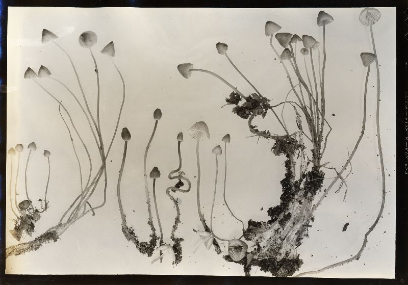 Mycena cheboyganensis image