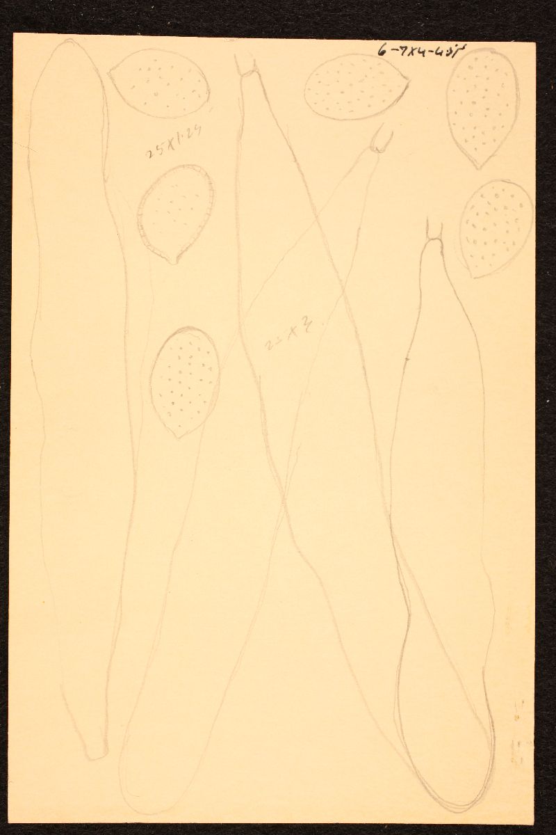 Mycena cineraria image
