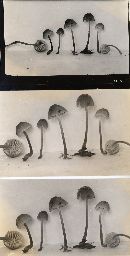 Mycena corticalis image