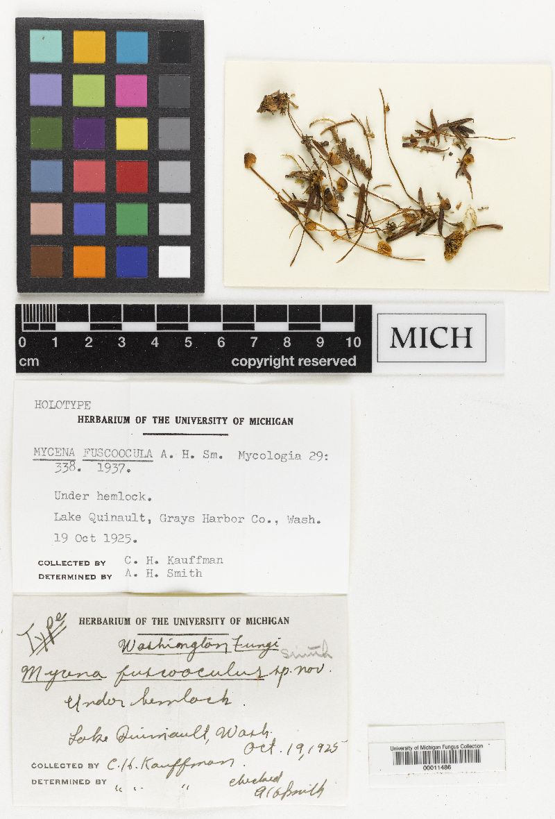 Mycena fuscoocula image