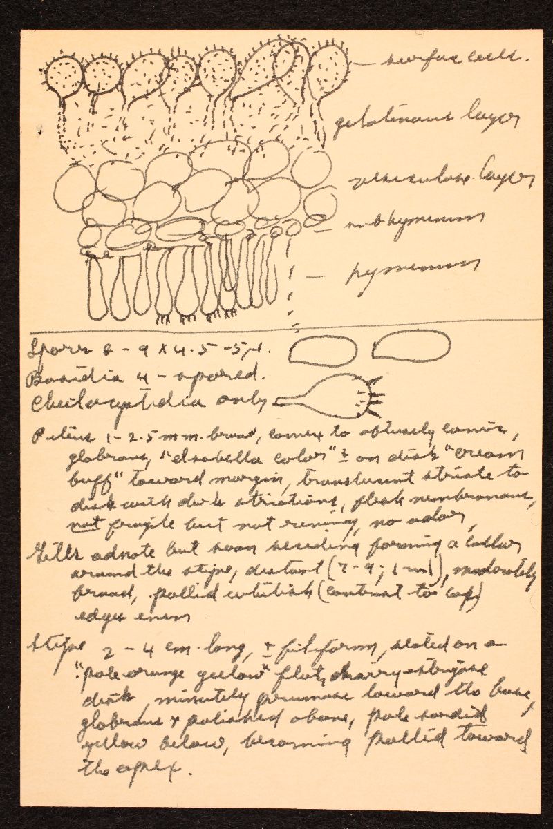 Mycena gaultheri image