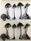 Mycena hudsoniana image