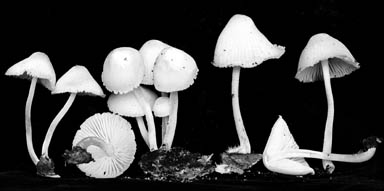 Mycena incarnatifolia image