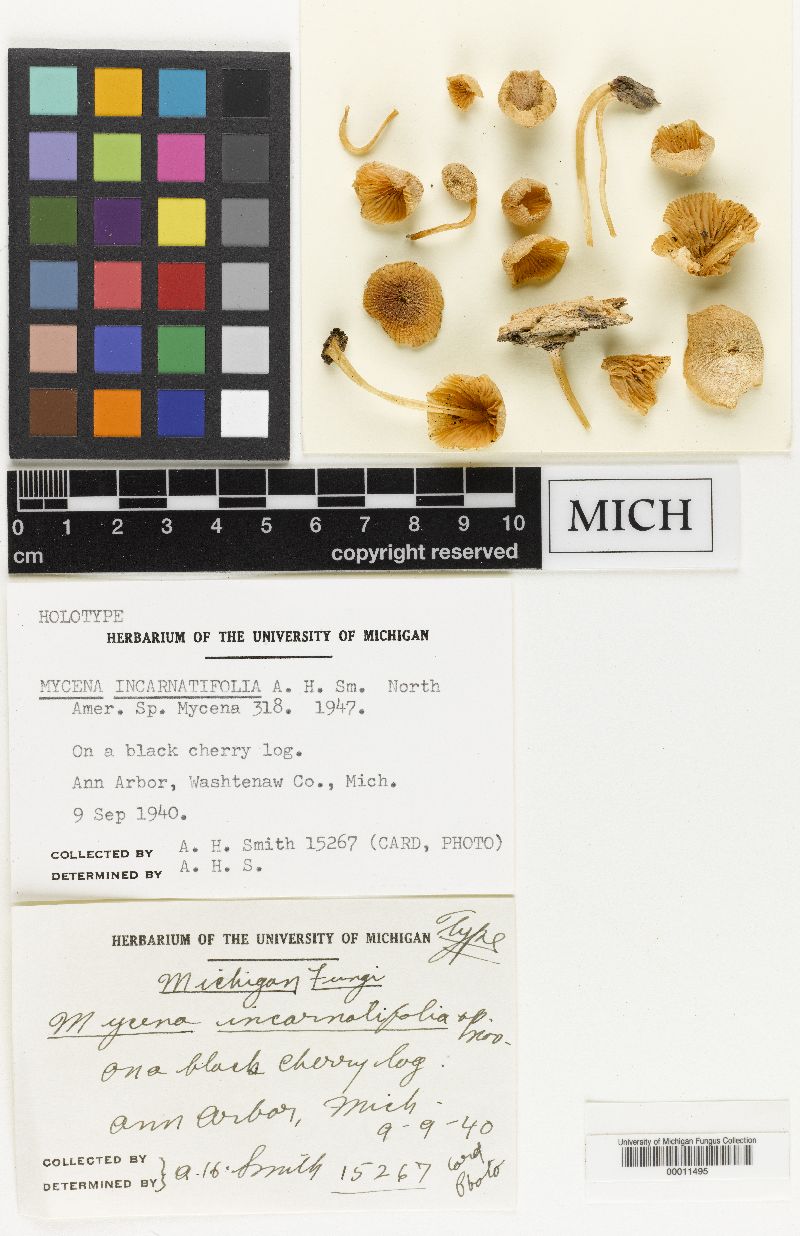 Mycena incarnatifolia image