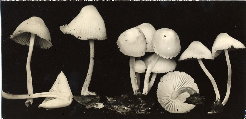 Mycena incarnatifolia image