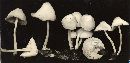 Mycena incarnatifolia image