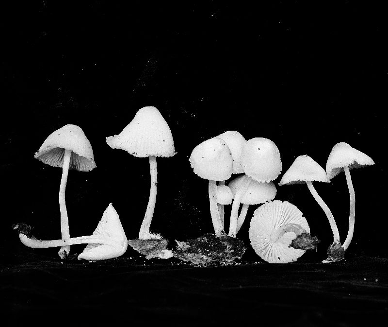 Mycena incarnatifolia image