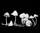 Mycena incarnatifolia image