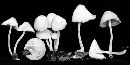 Mycena incarnatifolia image