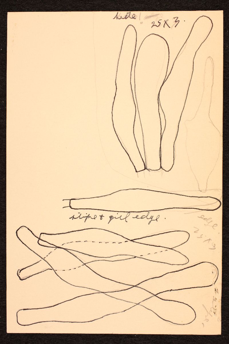 Resinomycena saccharifera image