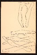 Resinomycena saccharifera image