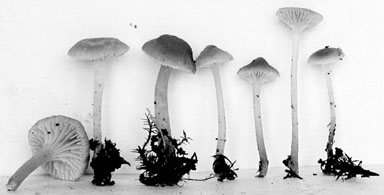 Mycena kuehneriana image