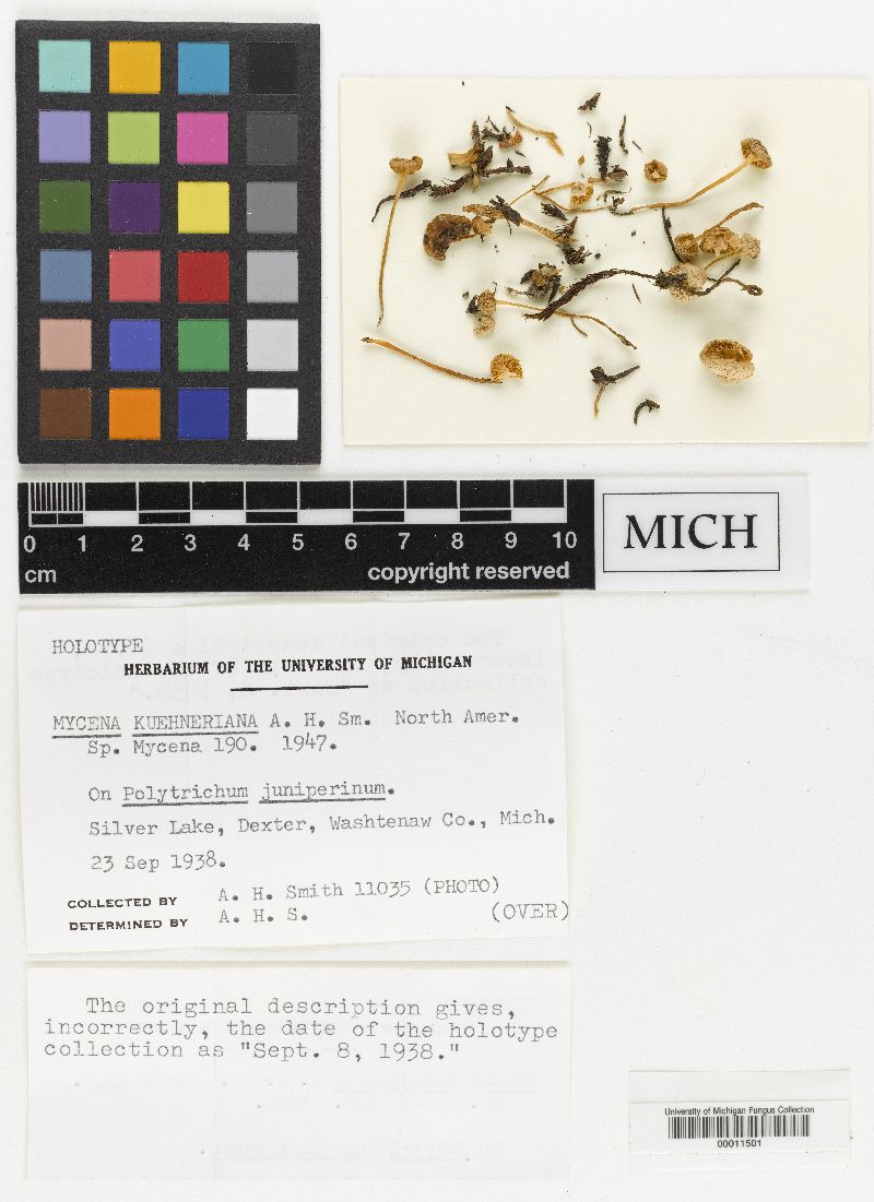 Mycena kuehneriana image