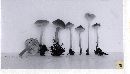 Mycena kuehneriana image