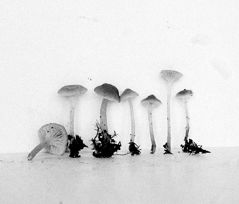 Mycena kuehneriana image