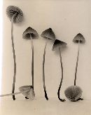 Mycena monticola image