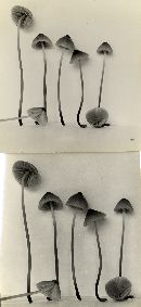 Mycena monticola image