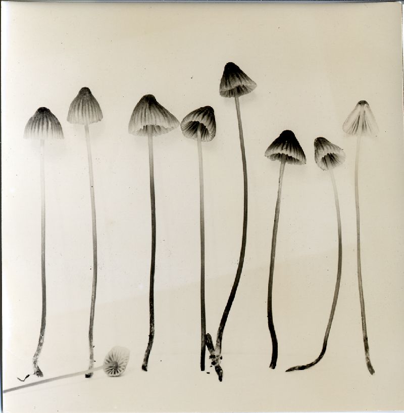 Mycena olivaceobrunnea image