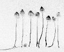 Mycena olivaceobrunnea image