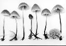 Mycena piceicola image