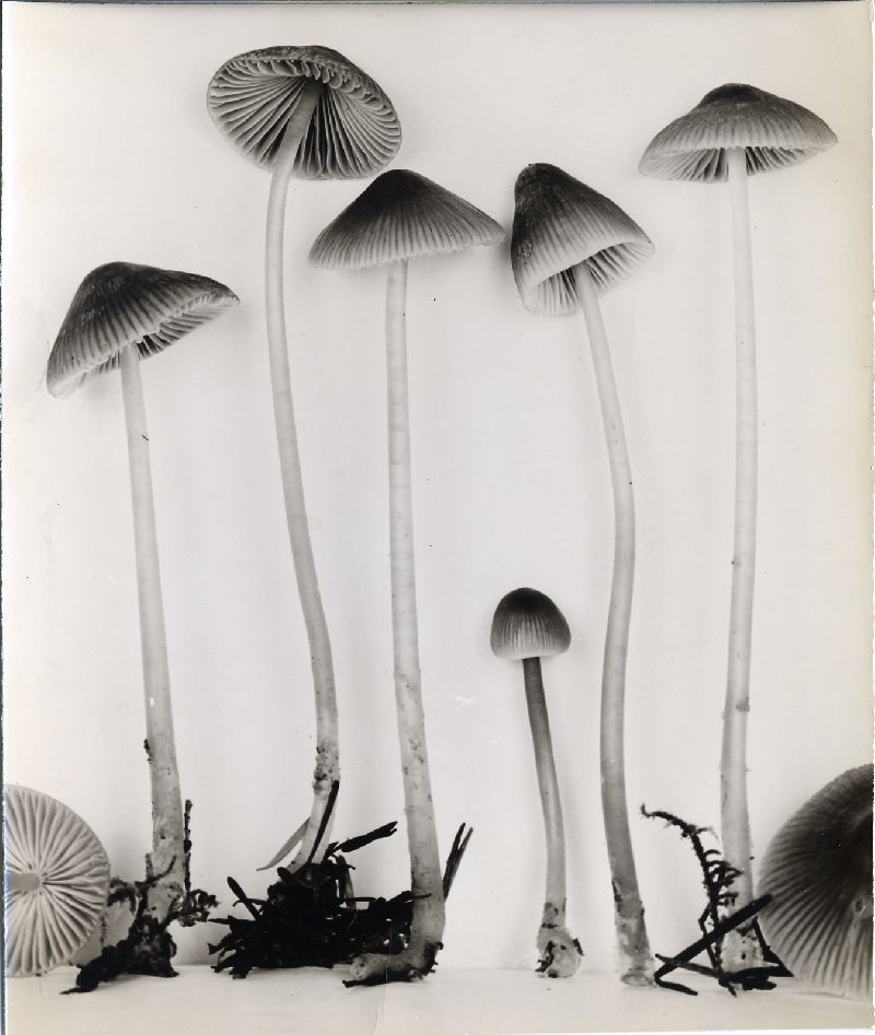 Mycena plumbea var. robusta image