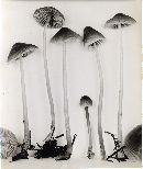 Mycena plumbea var. robusta image