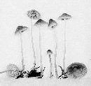 Mycena plumbea image