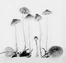 Mycena plumbea image