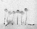 Mycena pusilla image