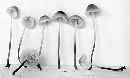 Mycena pusilla image