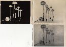 Mycena rainierensis image