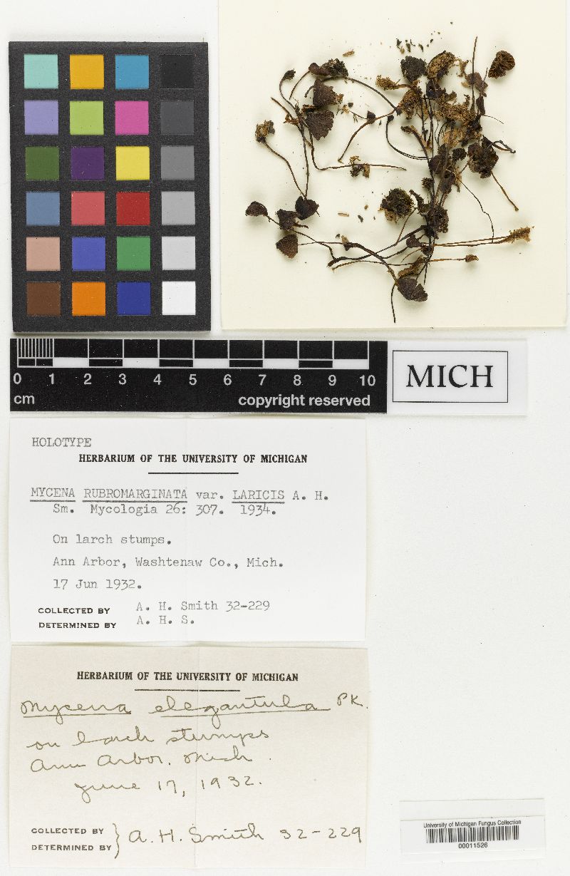 Mycena rubromarginata image