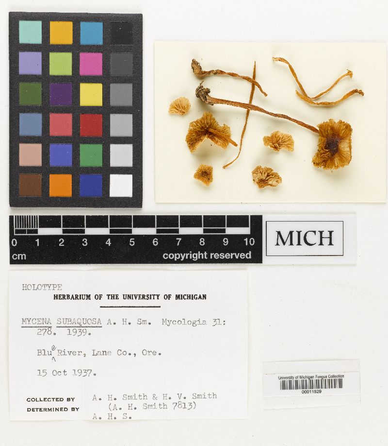 Mycena subaquosa image