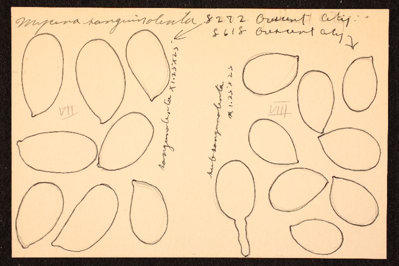 Mycena subsanguinolenta image