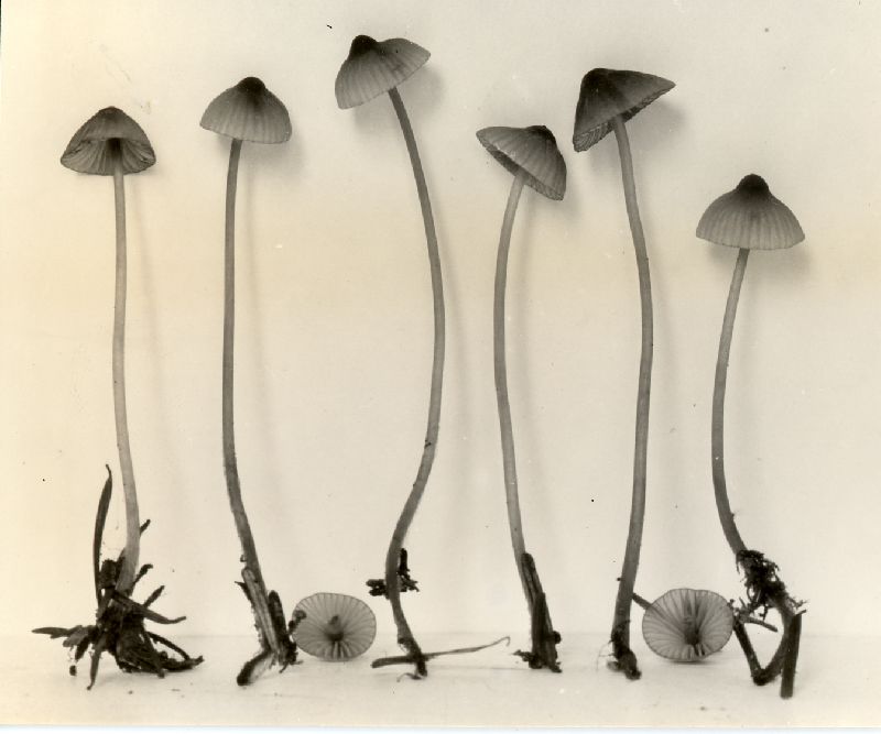 Mycena subsanguinolenta image