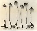 Mycena subsanguinolenta image