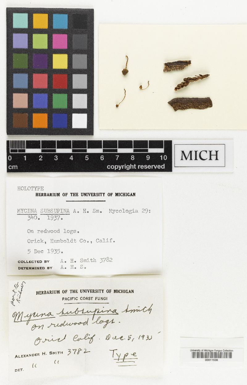 Mycena subsupina image