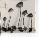 Mycena subsupina image