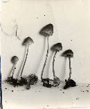 Mycena subsupina image