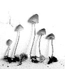 Mycena subsupina image