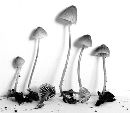 Mycena subsupina image